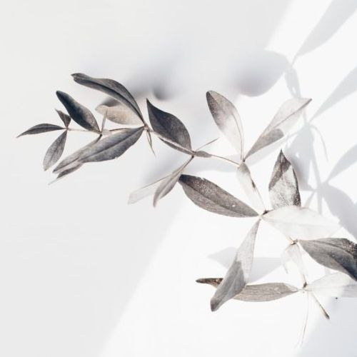 A plant with leaves on a white surface