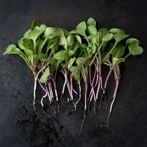 Veldsalade op een zwarte achtergrond