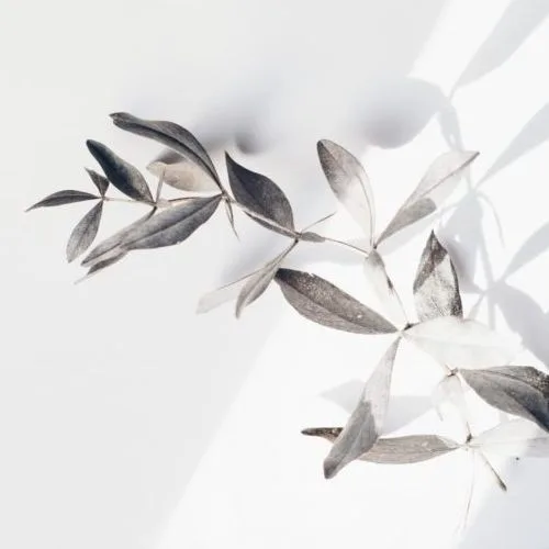 A plant with leaves on a white surface