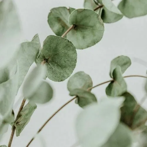 A close up of leaves