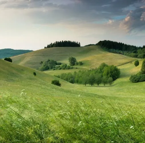A green rolling hills with trees and bushes